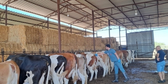 Söke’de şap hastalığı nedeniyle hayvan hareketlerine kısıtlama getirildi