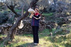 Söke’de zararlı popülasyonunda artış görüldü