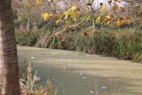 Su kanalı adeta çöplüğe döndü: Vatandaş Karasu Belediyesi’ni göreve çağırdı