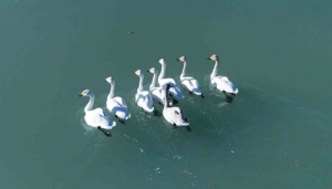 Süphan Dağı manzarasında kuğu dansı