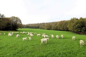 Süt otu desteği meraları yeşertti, maliyetleri düşürdü