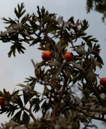 Tatvan’da alıç hasadı