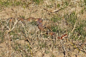 Tatvan’da nadir görülen kırmızı yılan görüntülendi