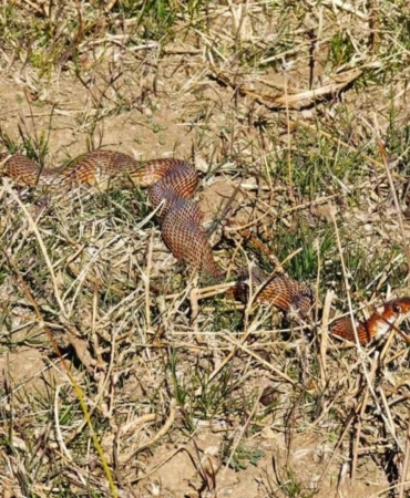 Tatvan’da nadir görülen kırmızı yılan görüntülendi