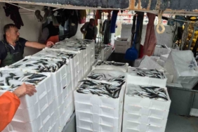 Tayfalar mutlu: Yüzlerce kasa balık yakalandı