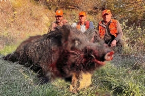 Tekirdağ’da avcılar bile şaşırdı: 300 kiloluk yaban domuzu avlandı