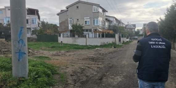 Tekirdağ’da sahipsiz sokak hayvanları için sayım çalışması yapılıyor