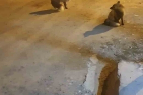 Tilkileri için yaylayı terk edip şehre gidemiyor