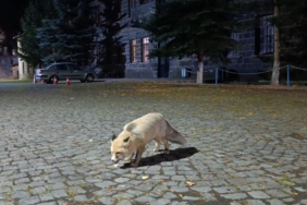 Tilkiyi bisküvi ile besledi, o anları kayda aldı
