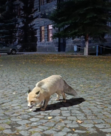 Tilkiyi bisküvi ile besledi, o anları kayda aldı