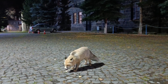 Tilkiyi bisküvi ile besledi, o anları kayda aldı