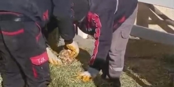 TJK Şanlıurfa Hara ve Aşım İstasyonu’nda skandal görüntüler