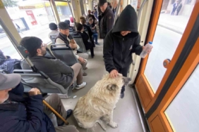 Tramvaya binen sevimli köpek ilgi odağı oldu