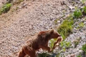 Tunceli’de ayının avı dron ile görüntülendi
