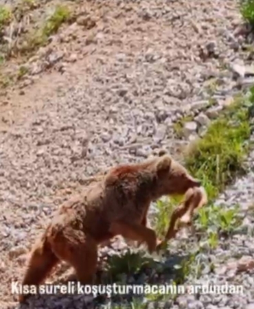 Tunceli’de ayının avı dron ile görüntülendi