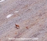 Tunceli’de ayının avı dron ile görüntülendi