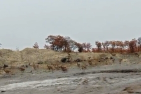 Tunceli’de dağ keçisi sürüsü görüntülendi