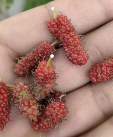 Tunceli’de dut ağacı mevsimi şaşırdı, ikinci kez meyve verdi