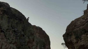 Tunceli’de koruma altındaki dağ keçileri görüntülendi