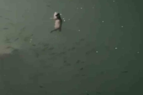 Tunceli’de su samuru görüntülendi