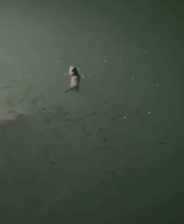 Tunceli’de su samuru görüntülendi