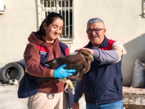 Tunceli’de yaralı halde bulunan kartal, tedavi altına alındı