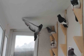 Türk fısıldayıcısı Bayburt Güvercini sesiyle büyülüyor