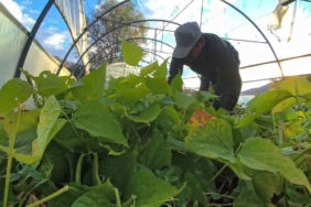 Ünlü şeflerin vazgeçilmez lezzeti: İspir Fasulyesi dünyayı fethediyor