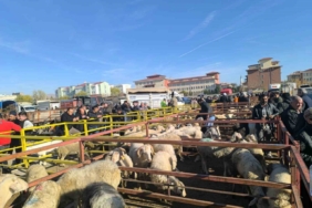 Uzun süredir kapalı olan canlı hayvan pazarı açıldı