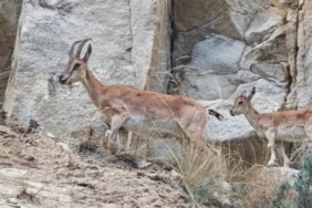 Uzundere’de dağ keçileri görüntülendi