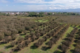 Verimli topraklar ağaçlarla kaplanıyor: Çarşamba Ovası tarımdan uzaklaşıyor
