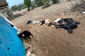 Yabani hayvan saldırısında 12 küçükbaş hayvan telef oldu