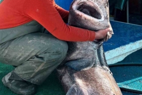 Yalova açıklarında 4 metre uzunluğunda köpek balığı ağa takıldı