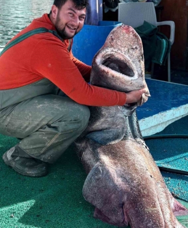 Yalova açıklarında 4 metre uzunluğunda köpek balığı ağa takıldı