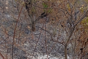 Yaşlı adam, bahçesini temizlerken yangında hayatını kaybetti