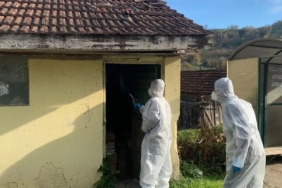 Yığılca’da kahverengi kokarca ile kışlak mücadelesi devam ediyor