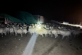 Yoğun siste kaybolan 200 koyun drone destekli aramayla bulundu