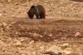 Yol kenarındaki ayıya ’hamsi’ ziyafeti verdiler