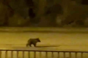 Yolunu şaşıran yavru ayı ilçe merkezine indi