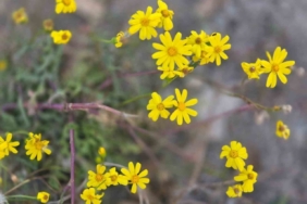 Yozgat’a kış gelmeden bahar geldi, kır çiçekleri açtı