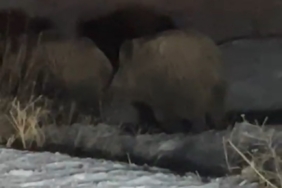 Yüksekova’da domuz sürüsü görüntülendi