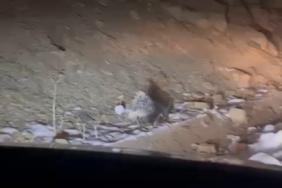 Yüksekova’da Hint oklu kirpi görüntülendi