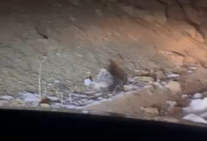 Yüksekova’da Hint oklu kirpi görüntülendi