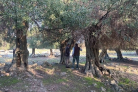 Yüzlerce yıldır İspanya ve İtalya’dan sonra sadece Gökçeada’da yetişiyor