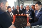 Zeytin hasadı başladı, Marmarabirlik’ten 70 bin tonluk alım ve 50 milyon dolarlık ihracat hedefi