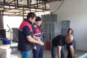 Zeytin hırsızlıklarının karşı denetim