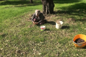 Zeytinin en doğal hali: Karaburun Furma Zeytini hasadı başladı