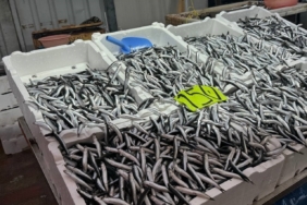 Zonguldak’ta hava şartları hamsi fiyatını yükseltti