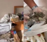 Zonguldak’ta jandarmadan üç ayrı narkotik operasyonu, 3 şüpheli yakalandı