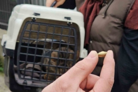 Zonguldak’ta ‘öldü’ sanılan kedi, bacağında mermiyle geri döndü